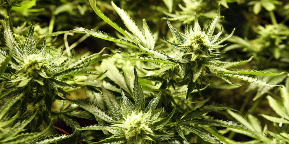 12 Secrets of Marijuana